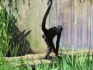 Singe