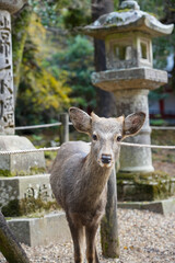 Nara deer in the forest