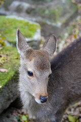 Nara deer in the forest