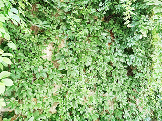 Obraz premium live leaf model, veined leaf, close-up leaf-veined structure on the branch