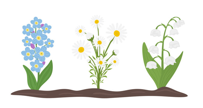 Blooming spring flowers growing on ground. Flowering wild fllowers of Myosotis sylvatica, daisy or marguerite, lily of the valley plant. Set of delicate wildflowers in flat style. Vector illustration