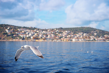 Gull bird flying over the sea