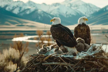 Zelfklevend Fotobehang Bald Eagles in Parental Duty © Yasir