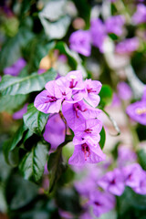 Fototapeta premium Bougainvillea plant with purple blooming flowers.