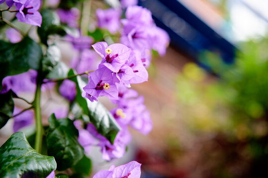 Bougainvillea plant with purple blooming flowers.