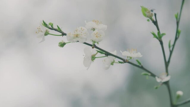 Apple Tree Backdrop. Natural Background With Blooming White Flowers. Plant With Red Leaves.