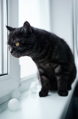 Portrait of adorable black stripped cat on the window