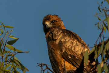 Whistling Kite in tree