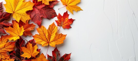 Naklejka na ściany i meble Serene white minimalistic autumn abstract background with beautiful fall elements