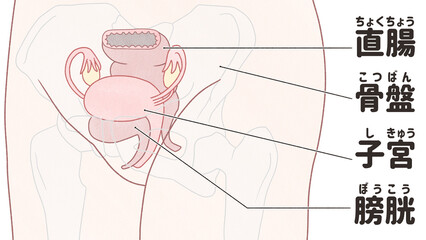 Female pelvic anatomy Labeled diagram transparent PNG - obrazy, fototapety, plakaty