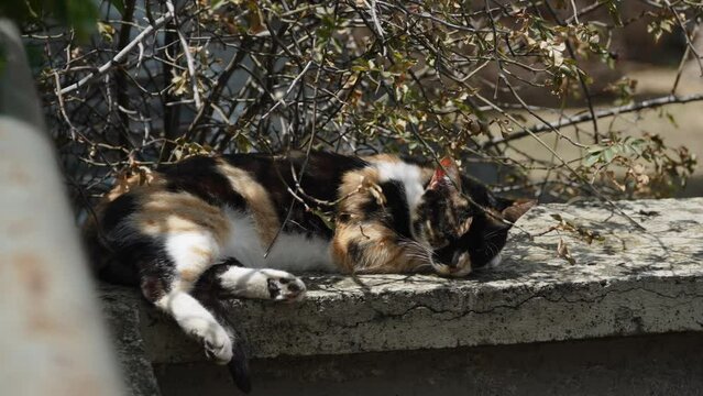 Domestic cat escapes extreme heat in shade under branches of bush on cool concrete. Free pet lives freely in open area of house. Tired kitten sleeps peacefully on sunny summer day.