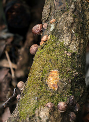Natural Shiitake mushroom baby growing in the forest wood bark (Natural light and strobe macro...