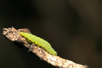 透明感のある黄緑色のマエアカスカシノメイガの幼虫（自然光＆ストロボ・マクロレンズ接写）