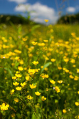 Field of celandine (Ranunculus ficaria)