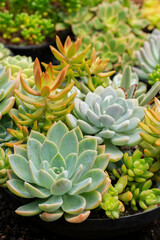 Mixed succulent plants. Beautiful variety of colourful succulents. Nature background. Side view