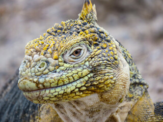 portrait of iguana