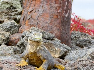 iguana on the rocks