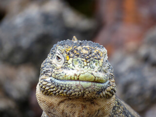 island land iguana