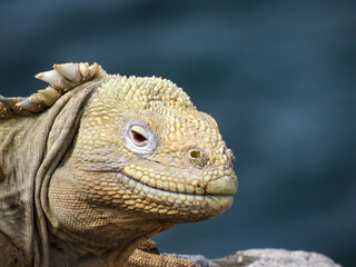 iguana on a tree
