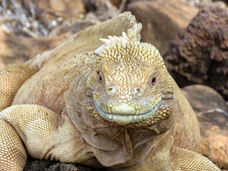 iguana on a rock