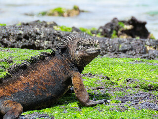 iguana on the rocks