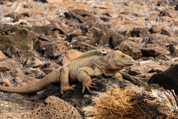 island land iguana