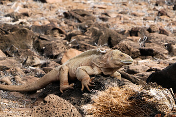 island land iguana