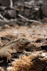 island land iguana