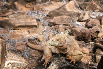 island land iguana
