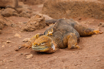 island land iguana 