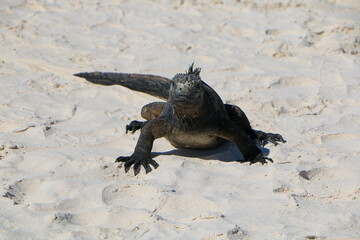 island land iguana 