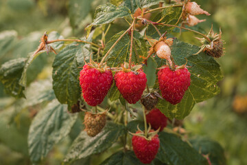 ripe raspberries in a garden on a green background