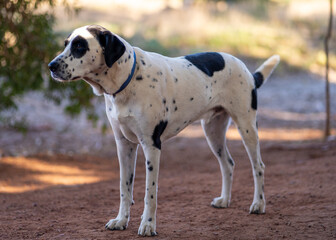 the dog has spots on it's head, while standing in the dirt
