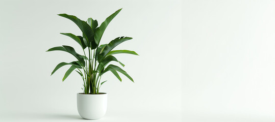 A potted plant sits in a white ceramic pot. The plant is green and he is a palm tree