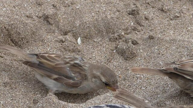 Gorriones en la playa, en la arena, p&aacute;jaros en la orilla del mar