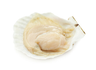 Fresh raw scallop in shell isolated on white