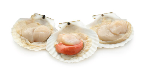 Fresh raw scallops in shells isolated on white