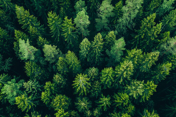 Aerial top view of summer green trees in forest in rural Finland - obrazy, fototapety, plakaty