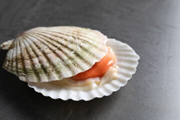 Fototapeta na wymiar Fresh raw scallop with shell on grey table, closeup