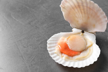 Fresh raw scallop with shell on grey table, closeup. Space for text