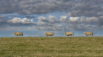 Flock of Sheep on Seawall goes home in the afternoon ,Eiderstedt Peninsula close to Westerhever...
