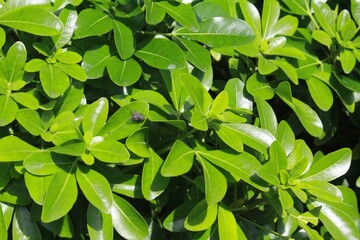 A close-up shot of a plant in Australia. It features green leaves and is likely part of a garden or natural outdoor setting.