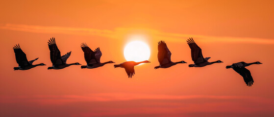 Fototapeta na wymiar Silhouette birds flying against orange sky