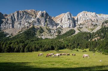 Herd of cows in the mountain