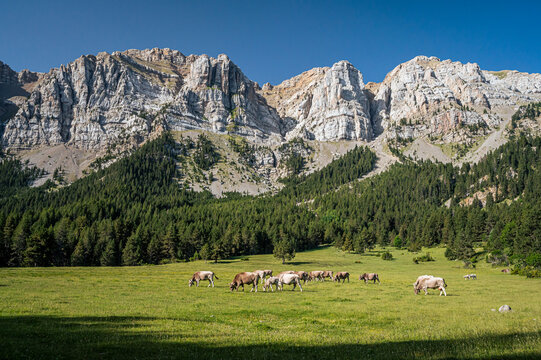 Herd of cows in the mountain