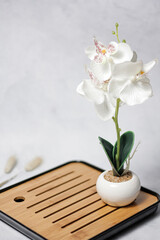 white orchid in a vase on wooden table
