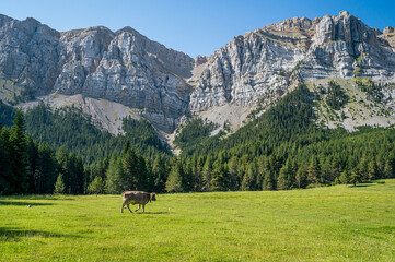 Cow in the mountains