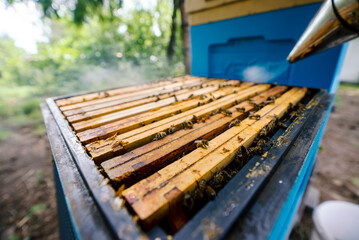 Fantastic beehive producing honey, nature, man and bee, Poland - 752153244