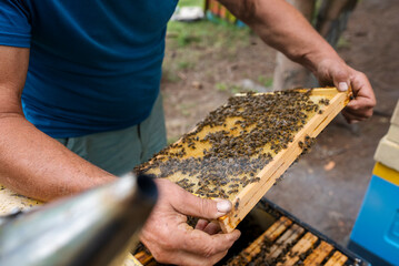 Fantastic beehive producing honey, nature, man and bee, Poland