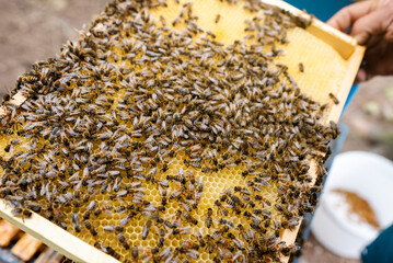 Fantastic beehive producing honey, nature, man and bee, Poland - 752153456